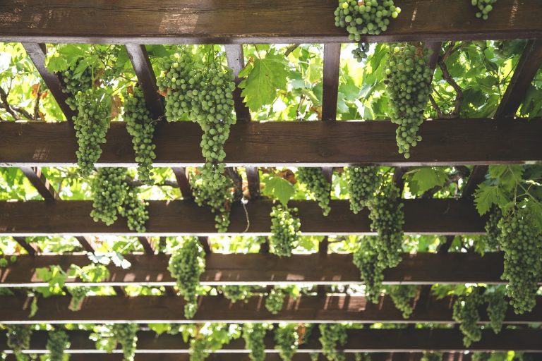 grapes-1542862_1280