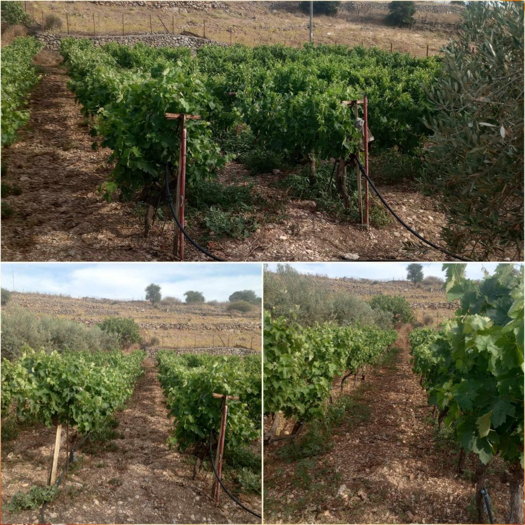 το Αμπέλι μας