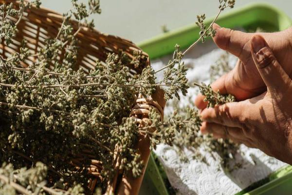 mistikakipou-apoxiransi-aromatika-fita