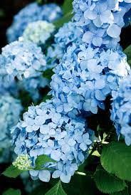 Hydrangea