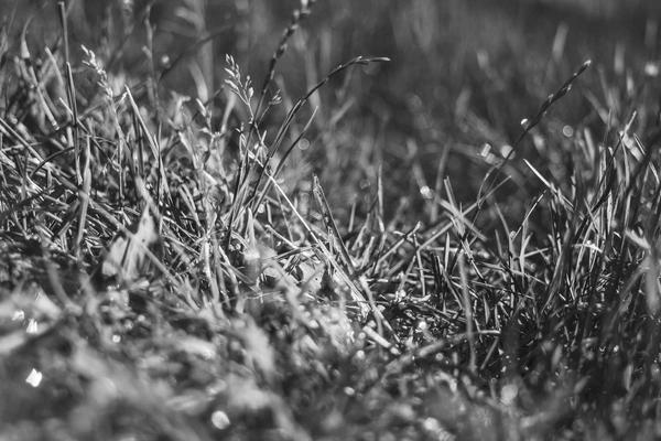 Portfolio grass image