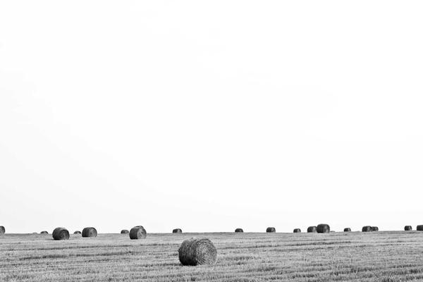 Portfolio hay bale image